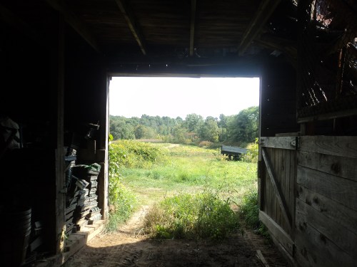 "Options" -- Sabrina Farley