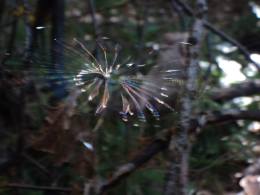 "Wonder" -- Sabrina Farley